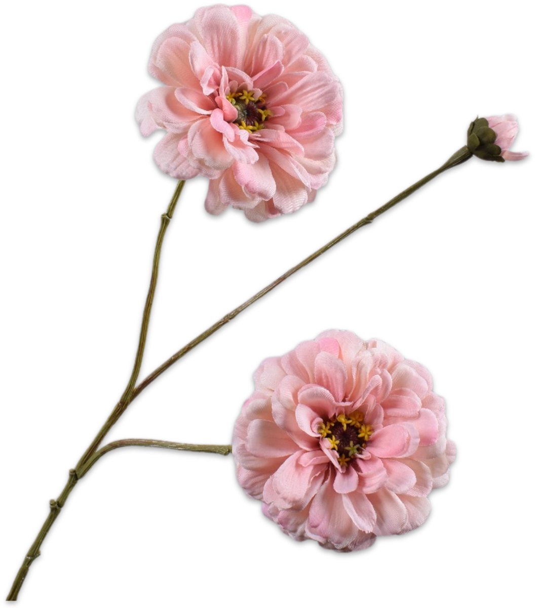 Zinnia tak roze   - BBL8718648590273