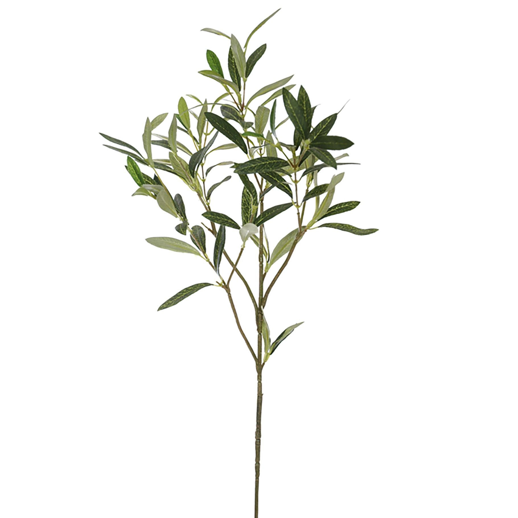 OLIVE SPRAY GREEN -BBL12210004