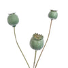 POPPY FRUIT SPRAY 79CM - BBL12250022