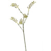 Mimosa Spray - BBL12410007