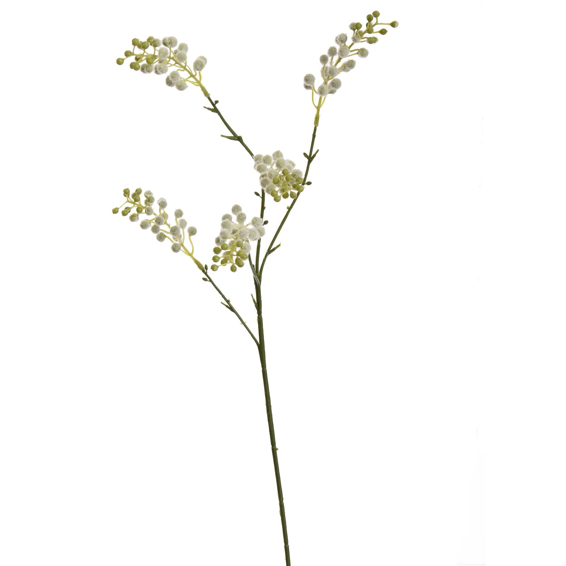 Mimosa Spray - BBL12410007