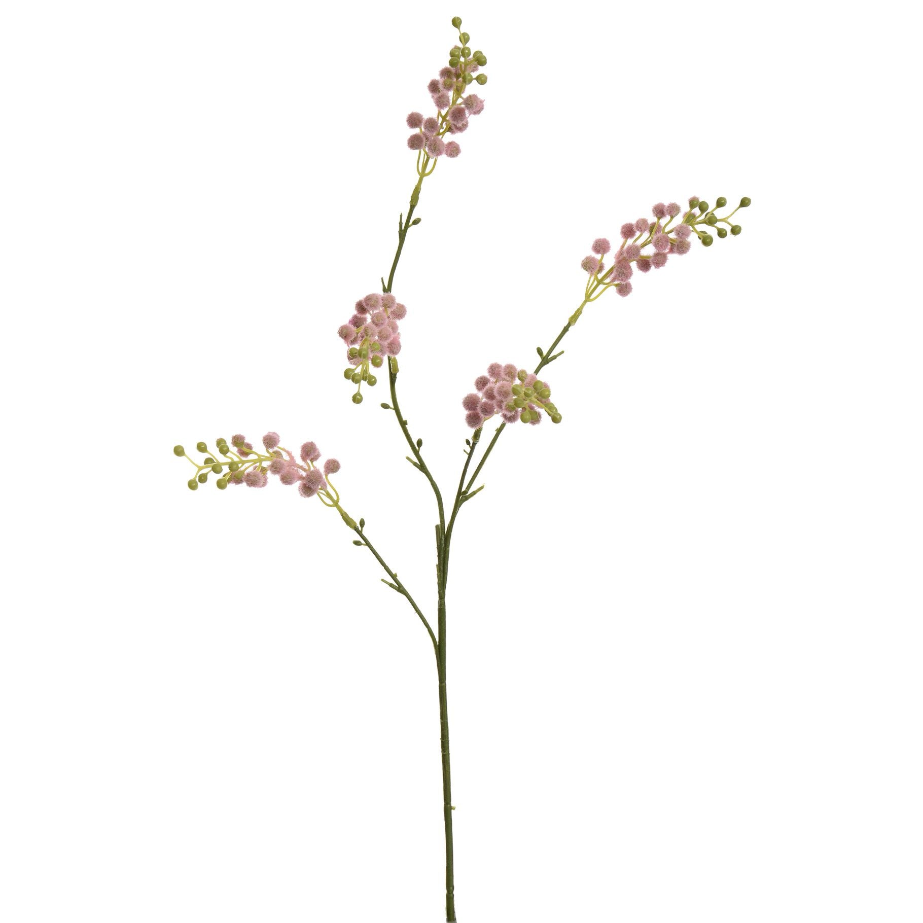 Mimosa Spray - BBL12410007