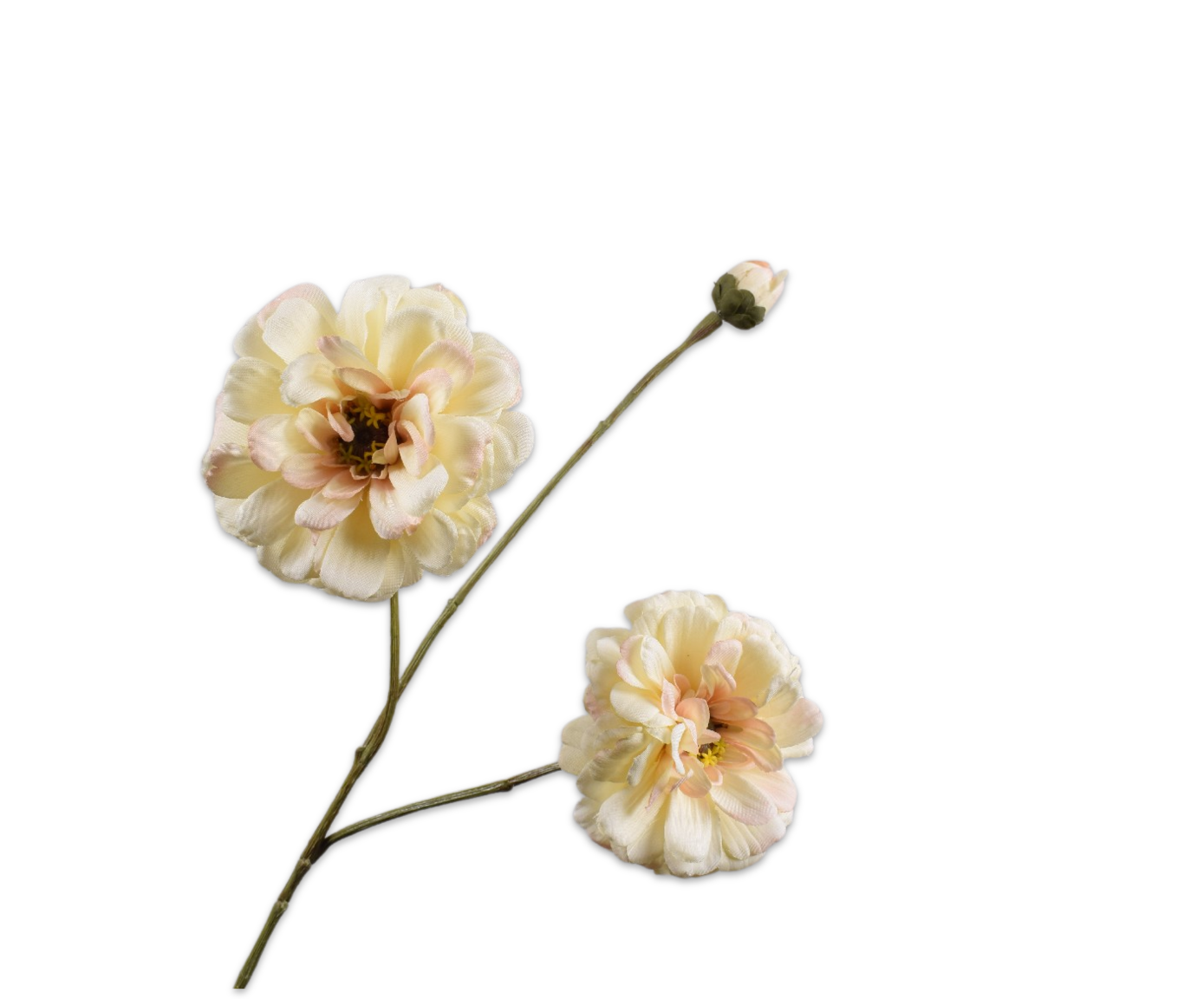 Zinnia tak creme   - BBL 8718648590280