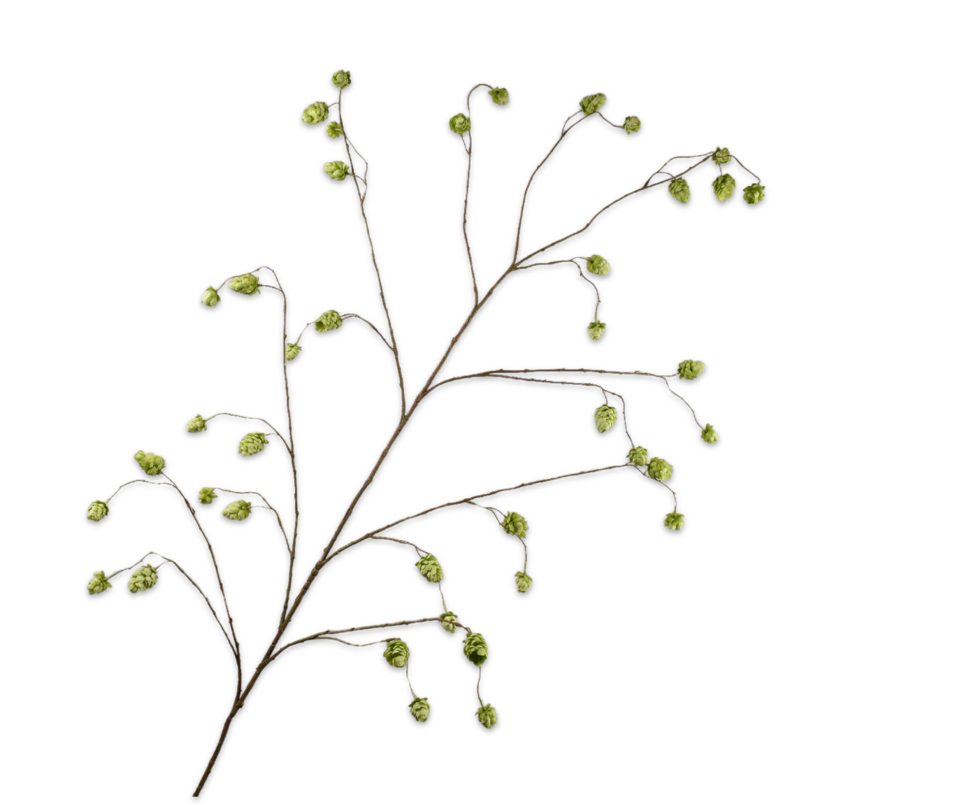 Hop tak groen 167 cm   - BBL8718648605229