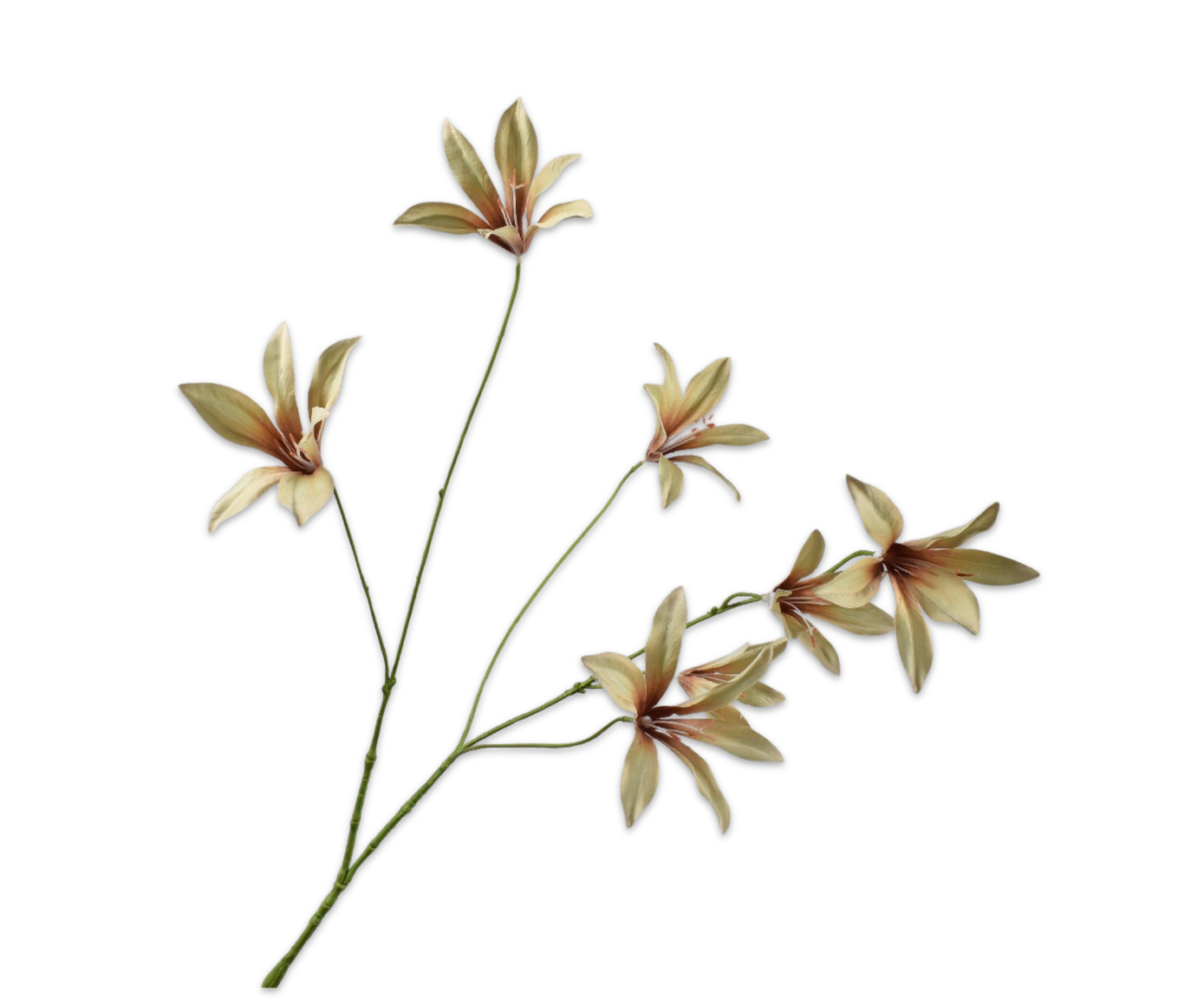 Lelie tak mauve 85 cm    - BBL8718648606233