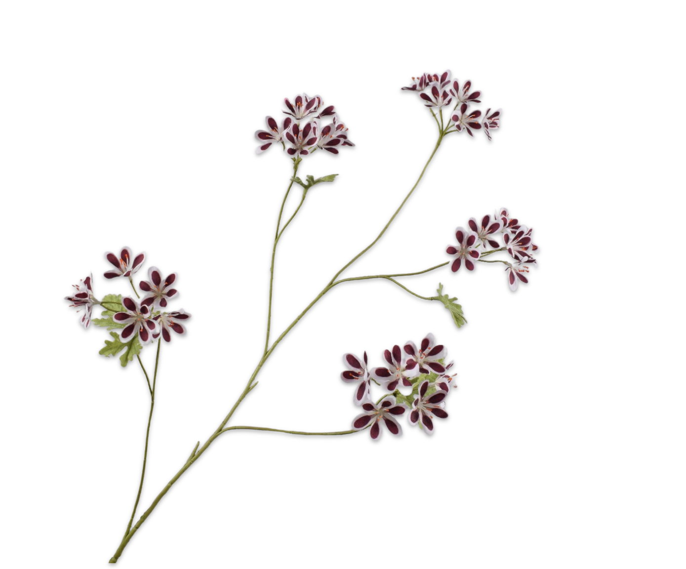 Geranium tak bor/wit 94 cm    - BBL8718648606455