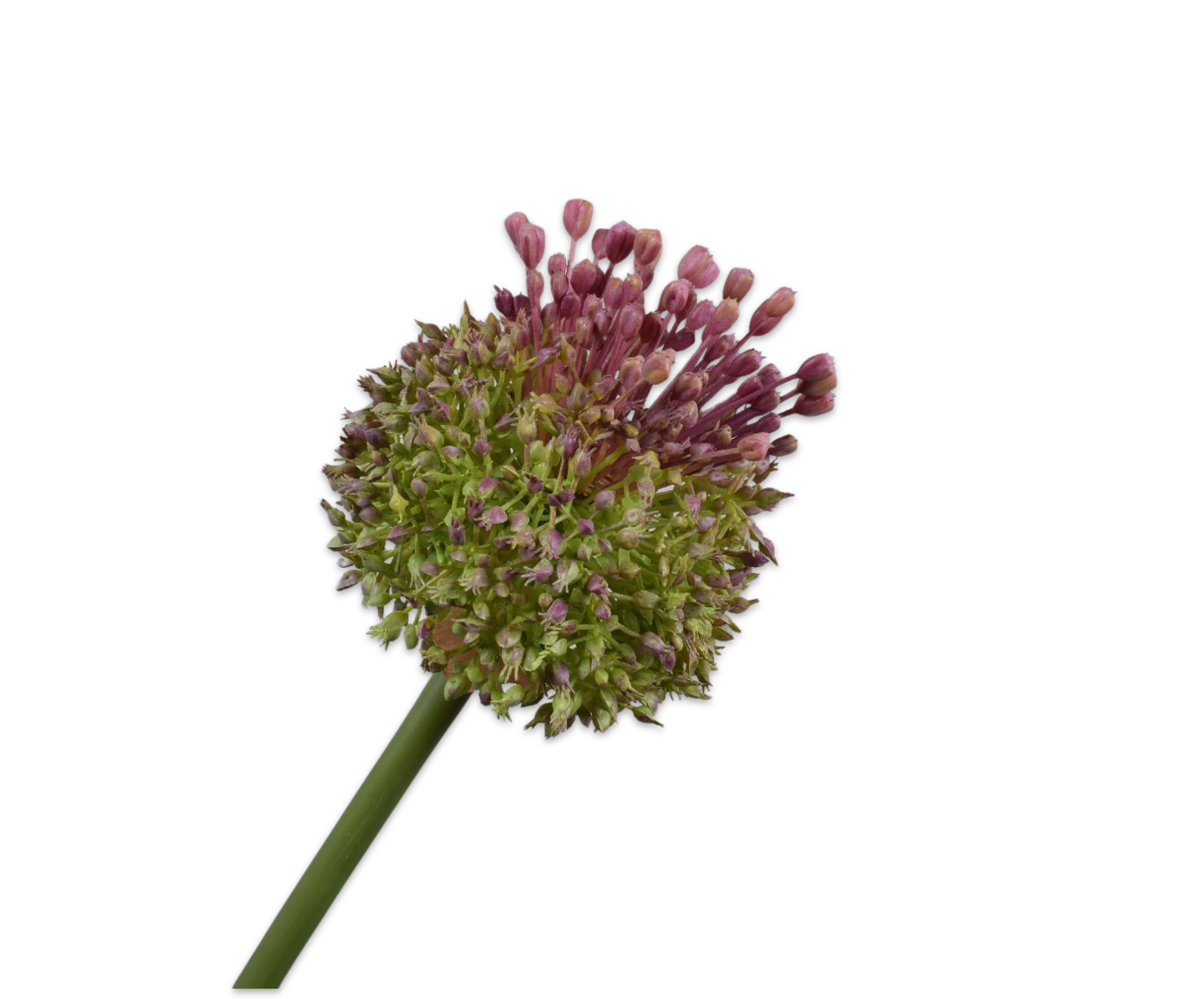 Distel steel 87 cm    - BBL8718648620086