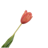 Real-touch Tulp - Donker Oranje RT 72cm - BBL162023