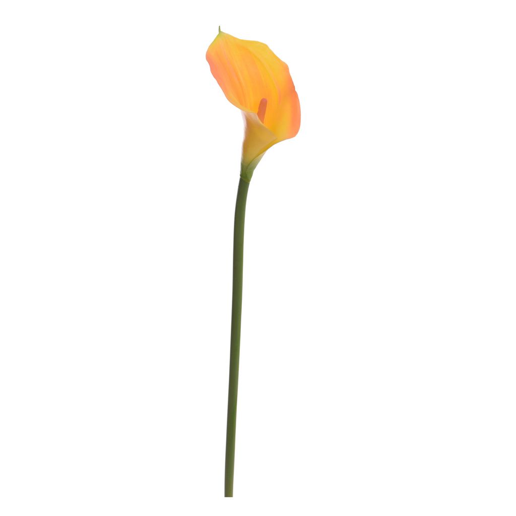 SINGLE CALLA - BBL30050008