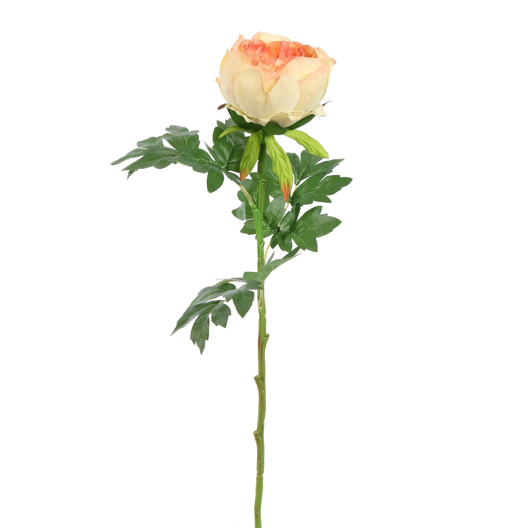 Pioenroos 60cm - BBL40130024