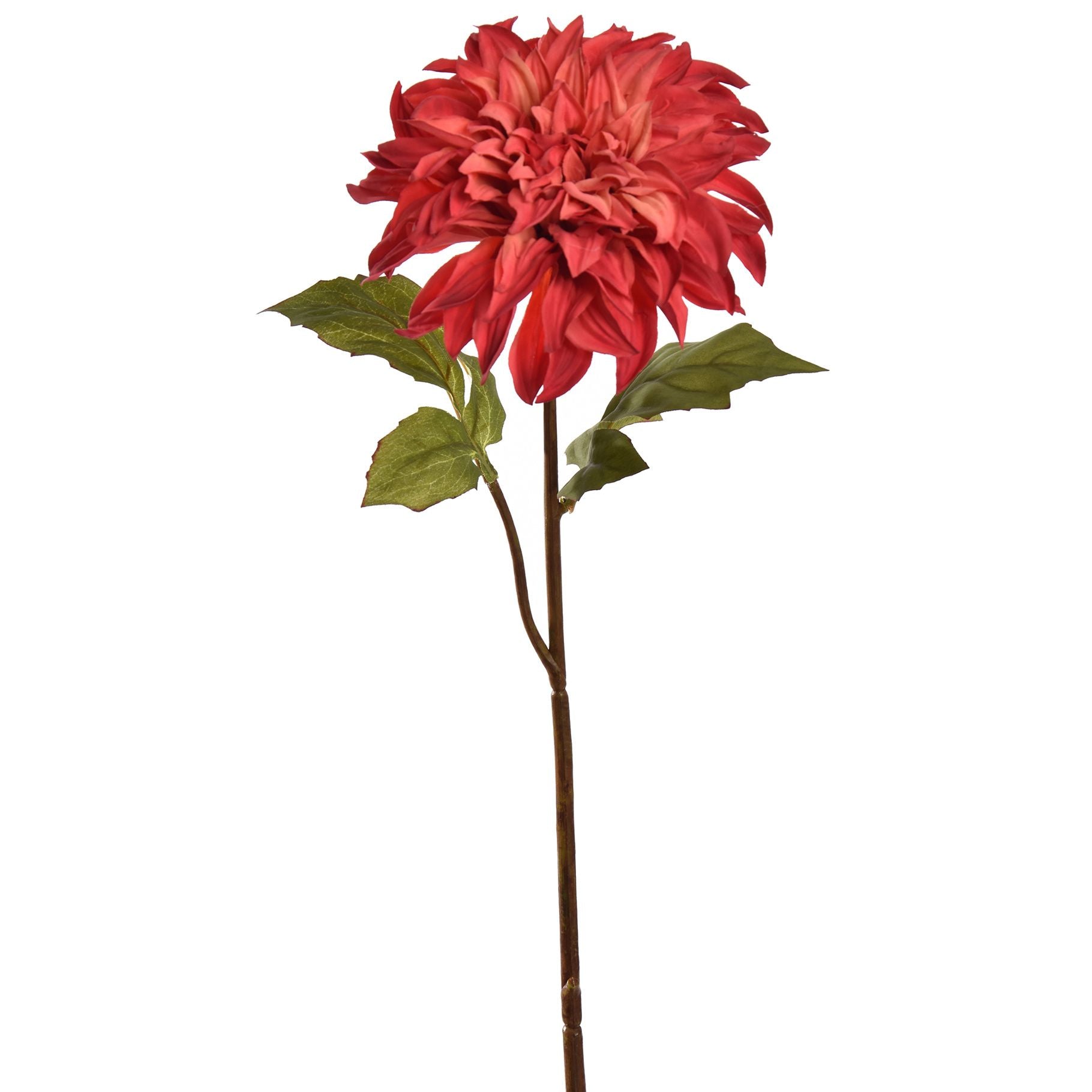 Dahlia -BBL40140021