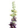 LARGE DELPHINIUM 106CM BURGUNDY - BBL40160025