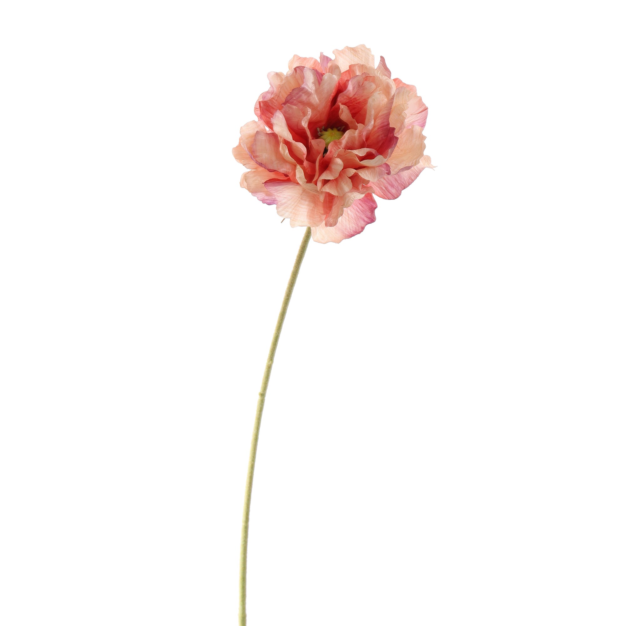 Poppy - BBL40190015