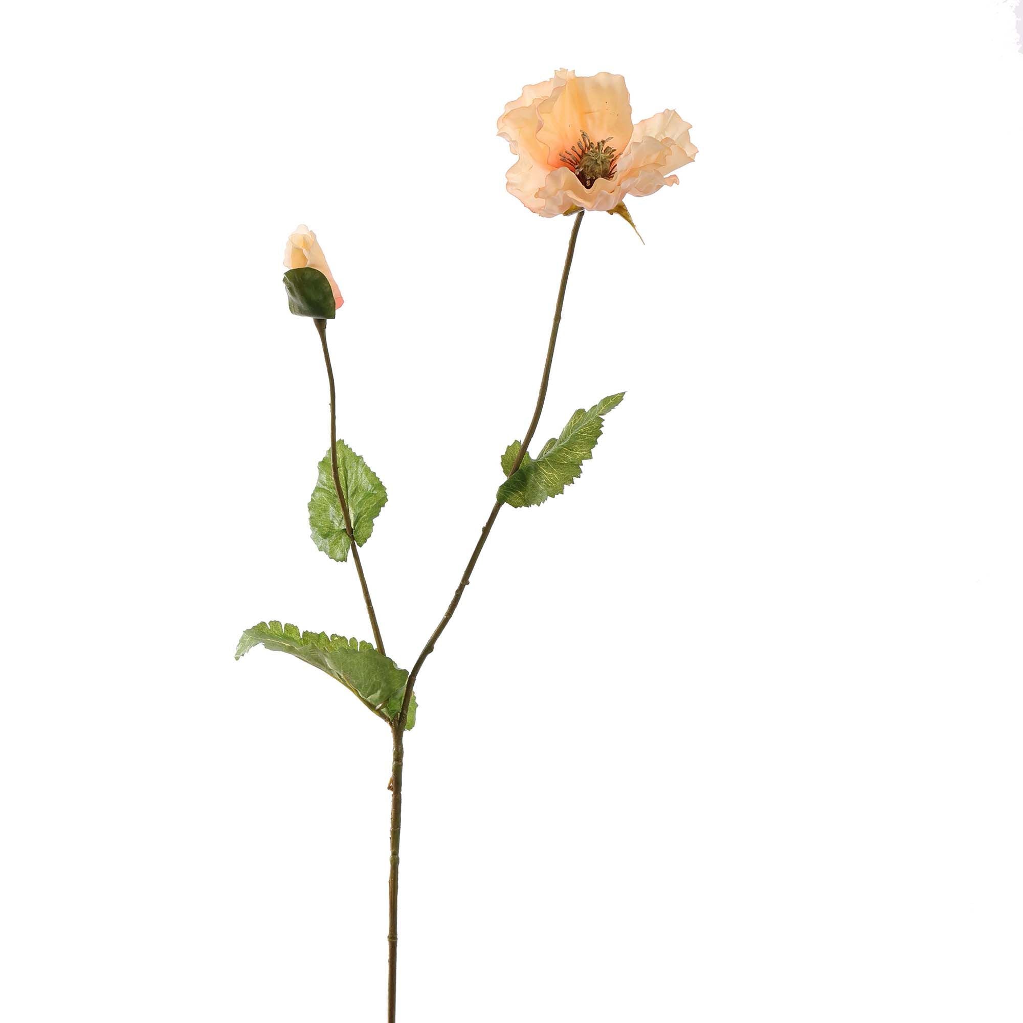 Poppy - BBL40190020