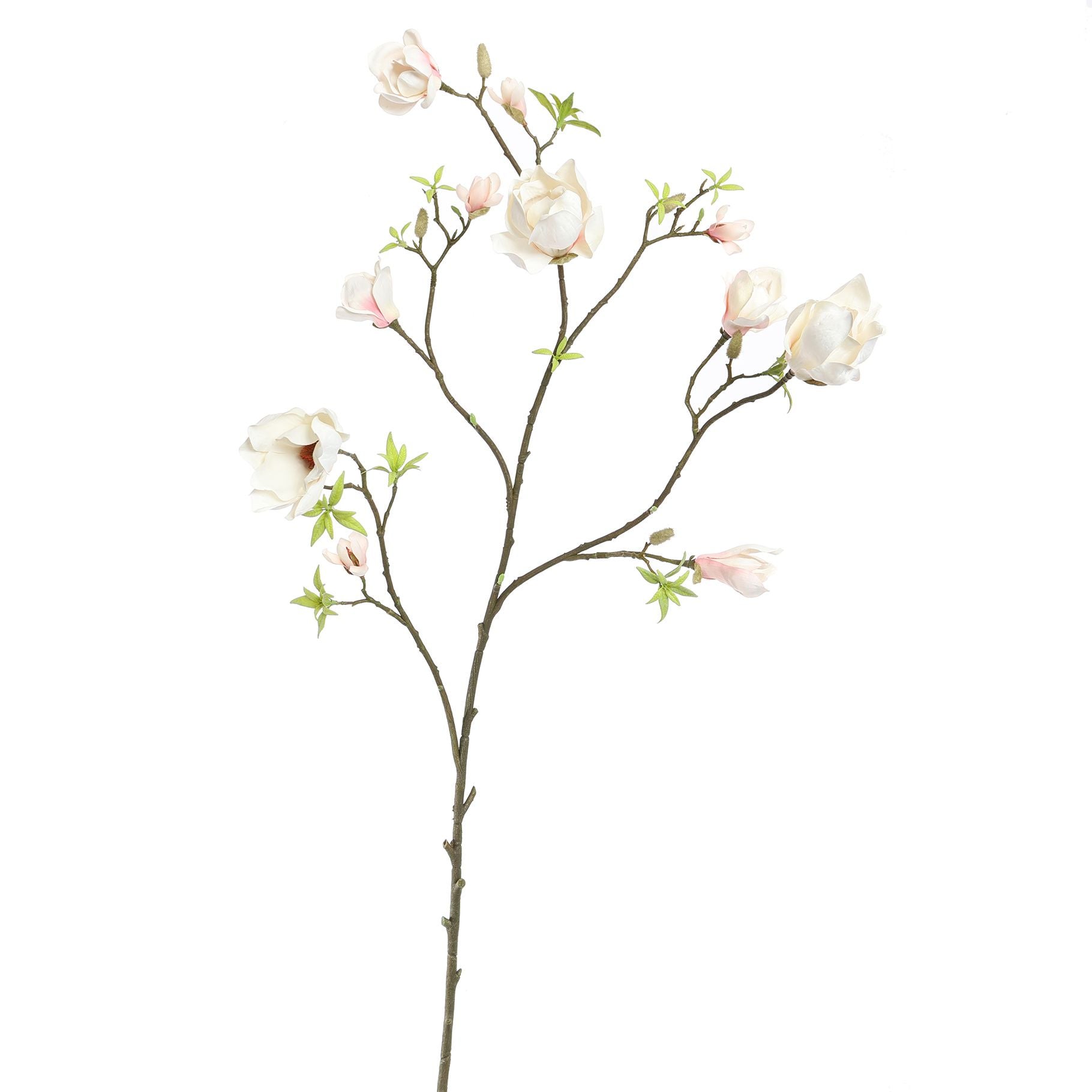MAGNOLIA BRANCH - BBL40200007