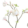 MAGNOLIA BRANCH - BBL40200007