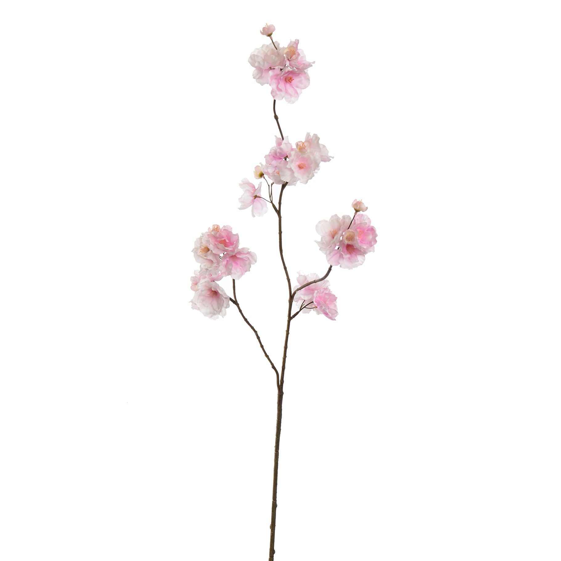 MEDIUM BLOSSOM - BBL40230010 PI