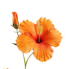 HIBISCUS 75cm - BBL40290056