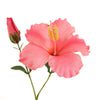 HIBISCUS 75cm - BBL40290056