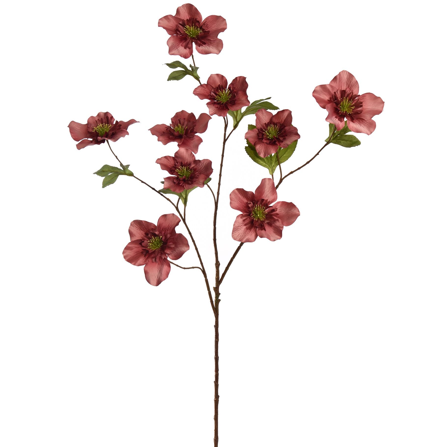 HELLEBORUS 95CM - BBL40330004