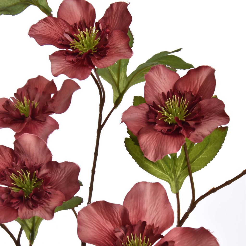 HELLEBORUS 95CM - BBL40330004
