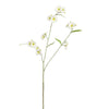PRIMULA SPRAY - BBL40410059