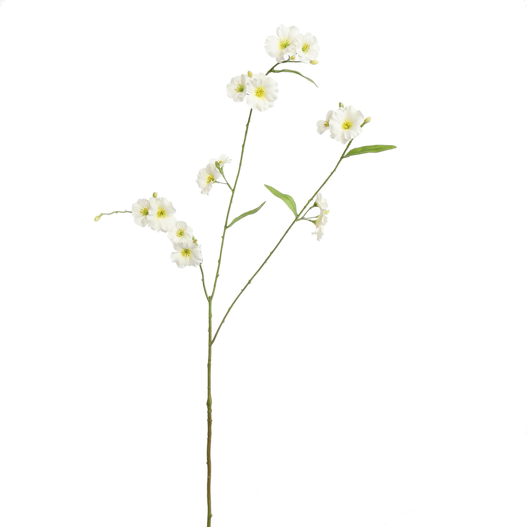 PRIMULA SPRAY - BBL40410059