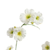 PRIMULA SPRAY - BBL40410059
