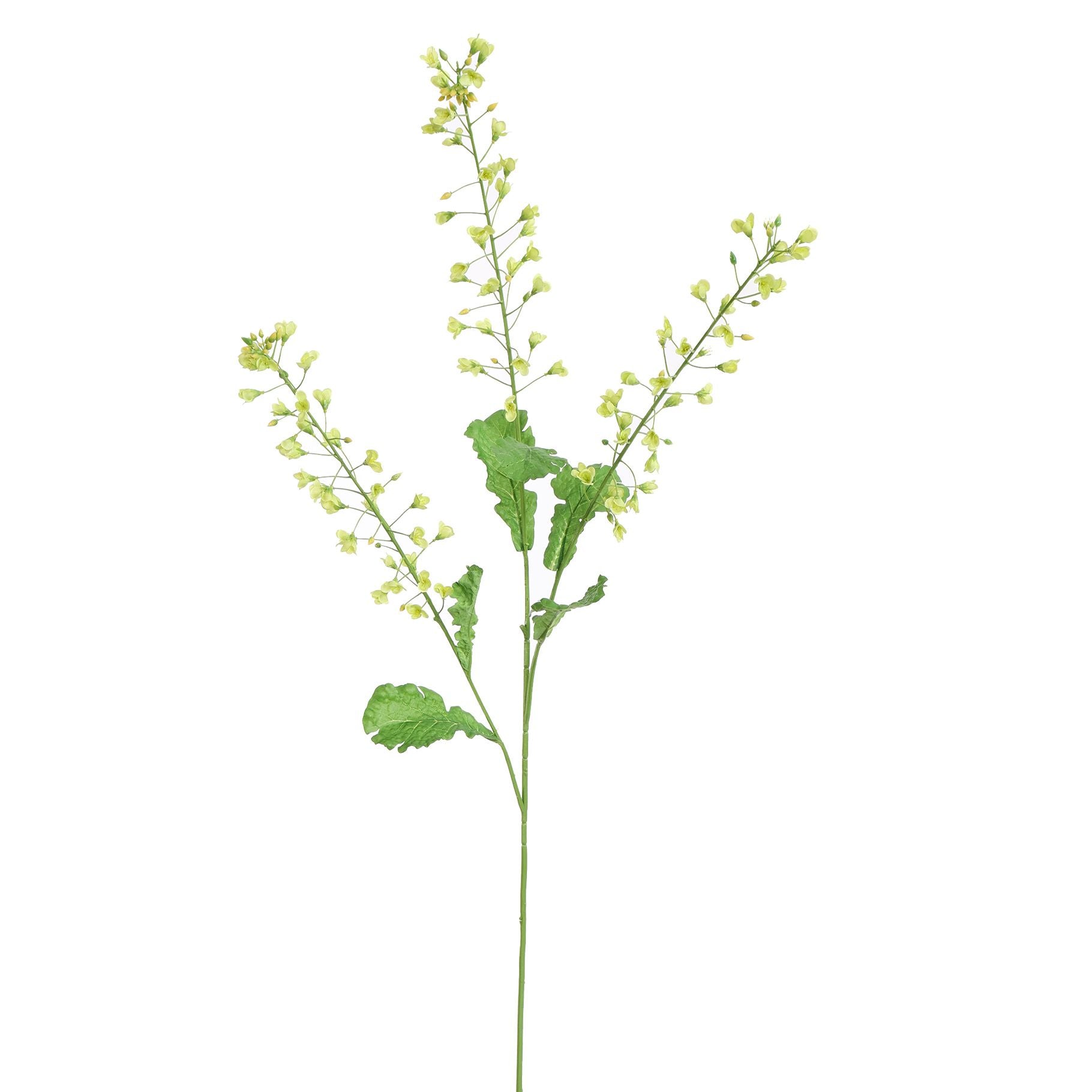 RAPESEED FLOWER - BBL40410069