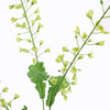 RAPESEED FLOWER - BBL40410069