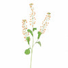 RAPESEED FLOWER - BBL40410069