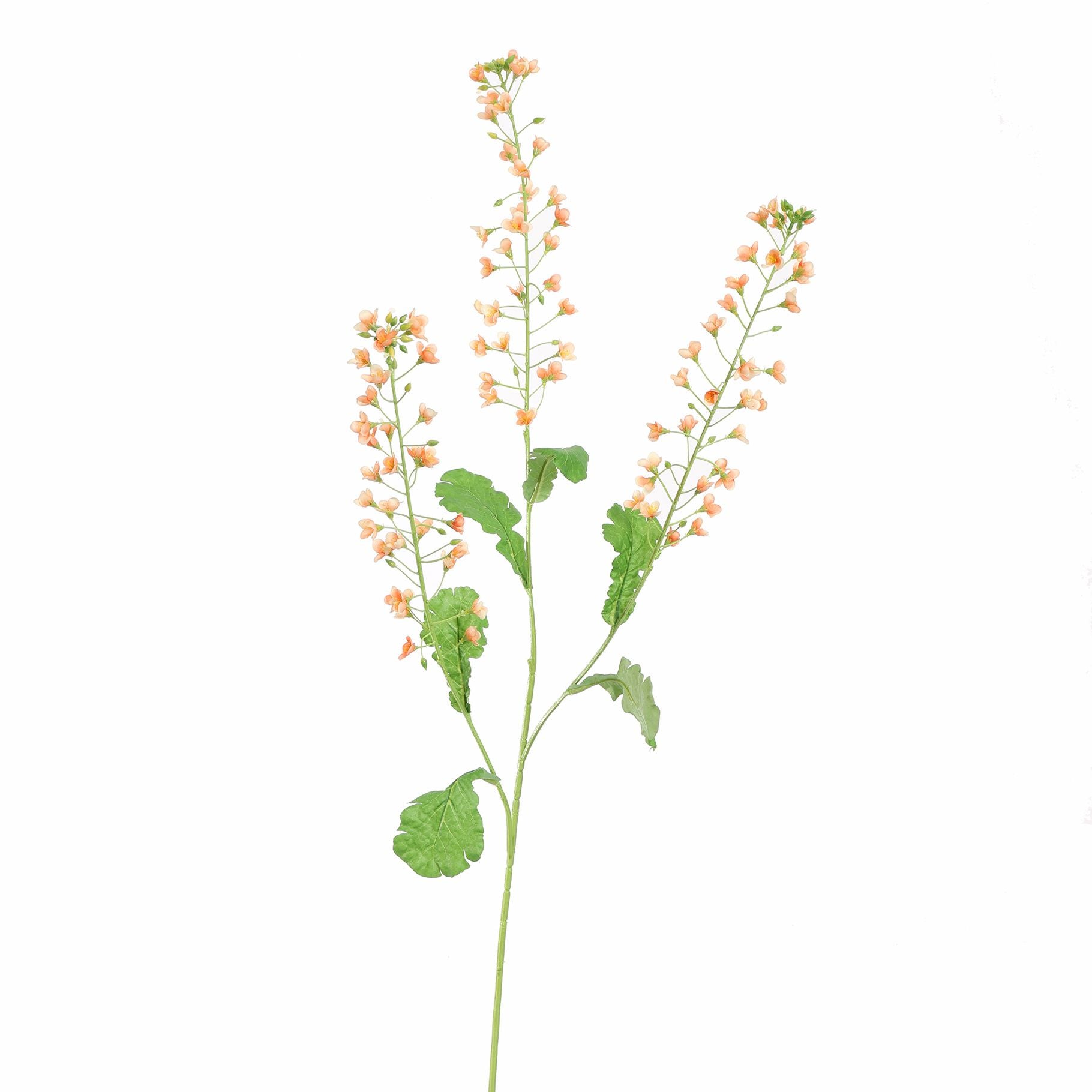 RAPESEED FLOWER - BBL40410069