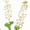 RAPESEED FLOWER - BBL40410069