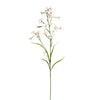 NICOTIANA - BBL40410075