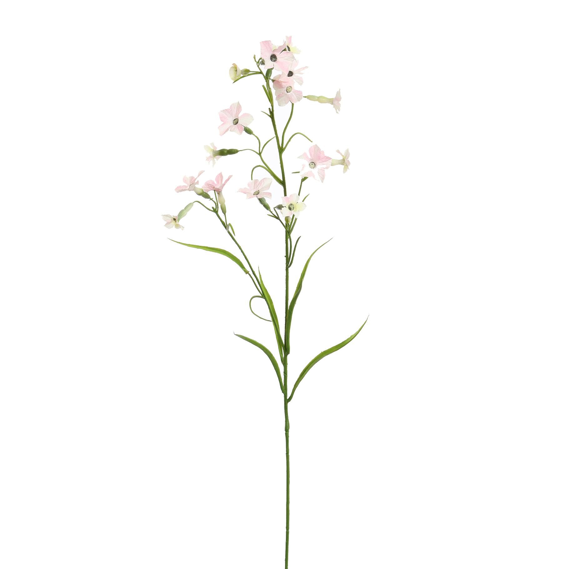 NICOTIANA - BBL40410075