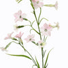 NICOTIANA - BBL40410075