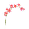 GLADIOLUS NANUS 95CM PINK- BBL40410079