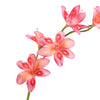 GLADIOLUS NANUS 95CM PINK- BBL40410079