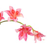 GLADIOLUS NANUS 95CM PINK- BBL40410079
