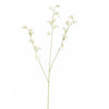 SWEET PEA - BBL40410114