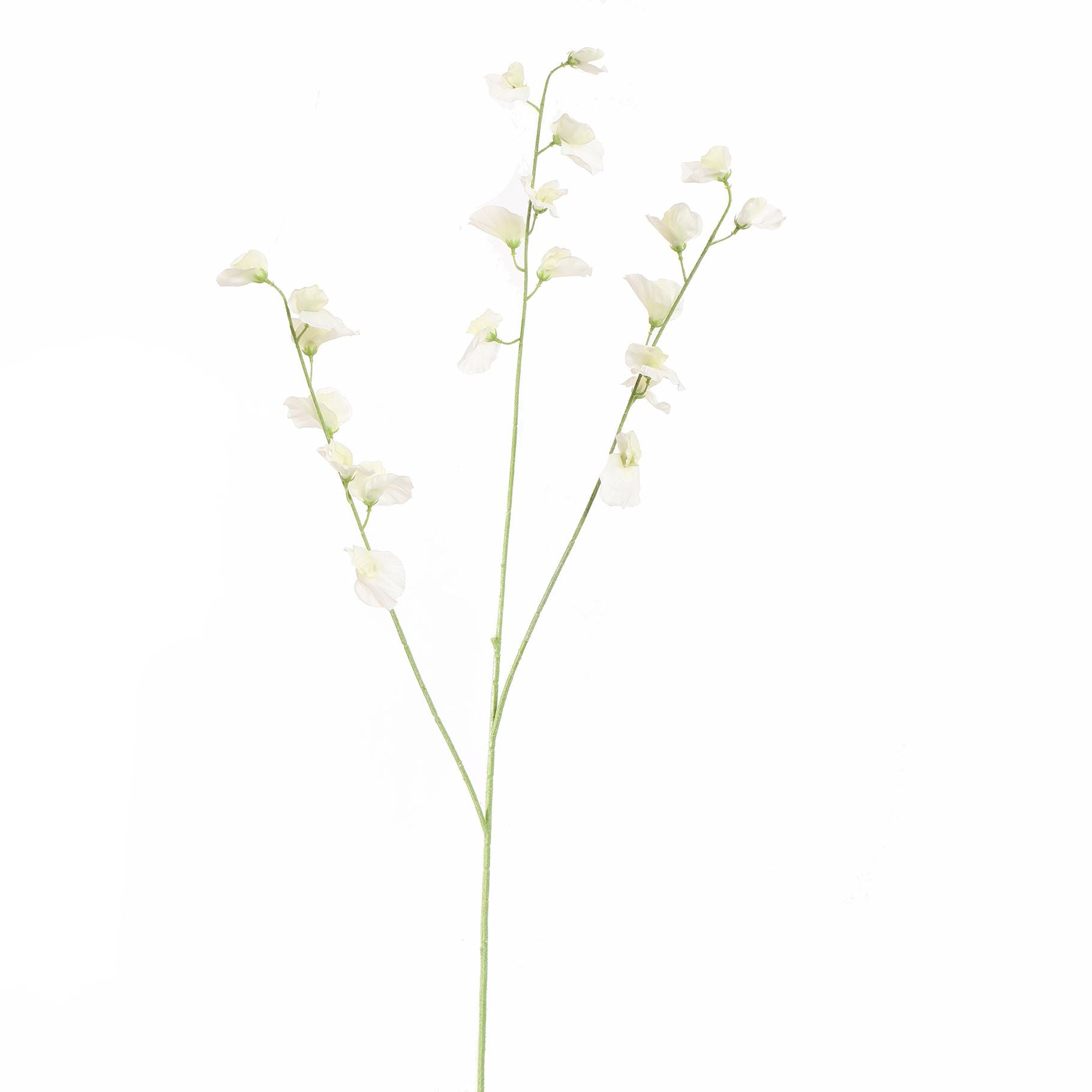 SWEET PEA - BBL40410114