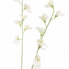 SWEET PEA - BBL40410114