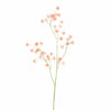 ASTRANTIA SPRAY - BBL40410118