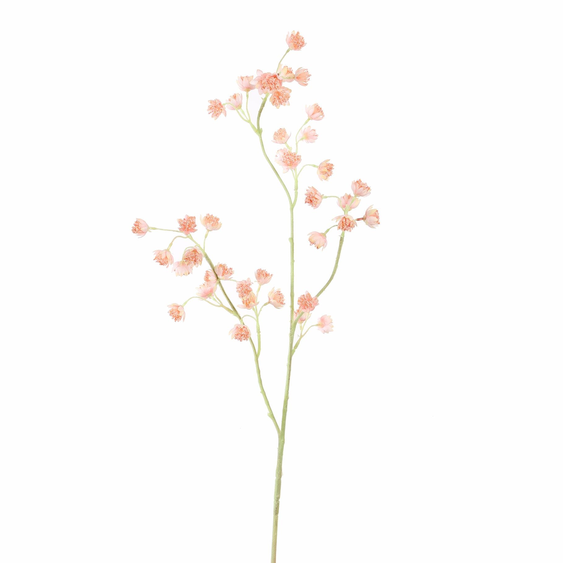 ASTRANTIA SPRAY - BBL40410118