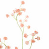 ASTRANTIA SPRAY - BBL40410118