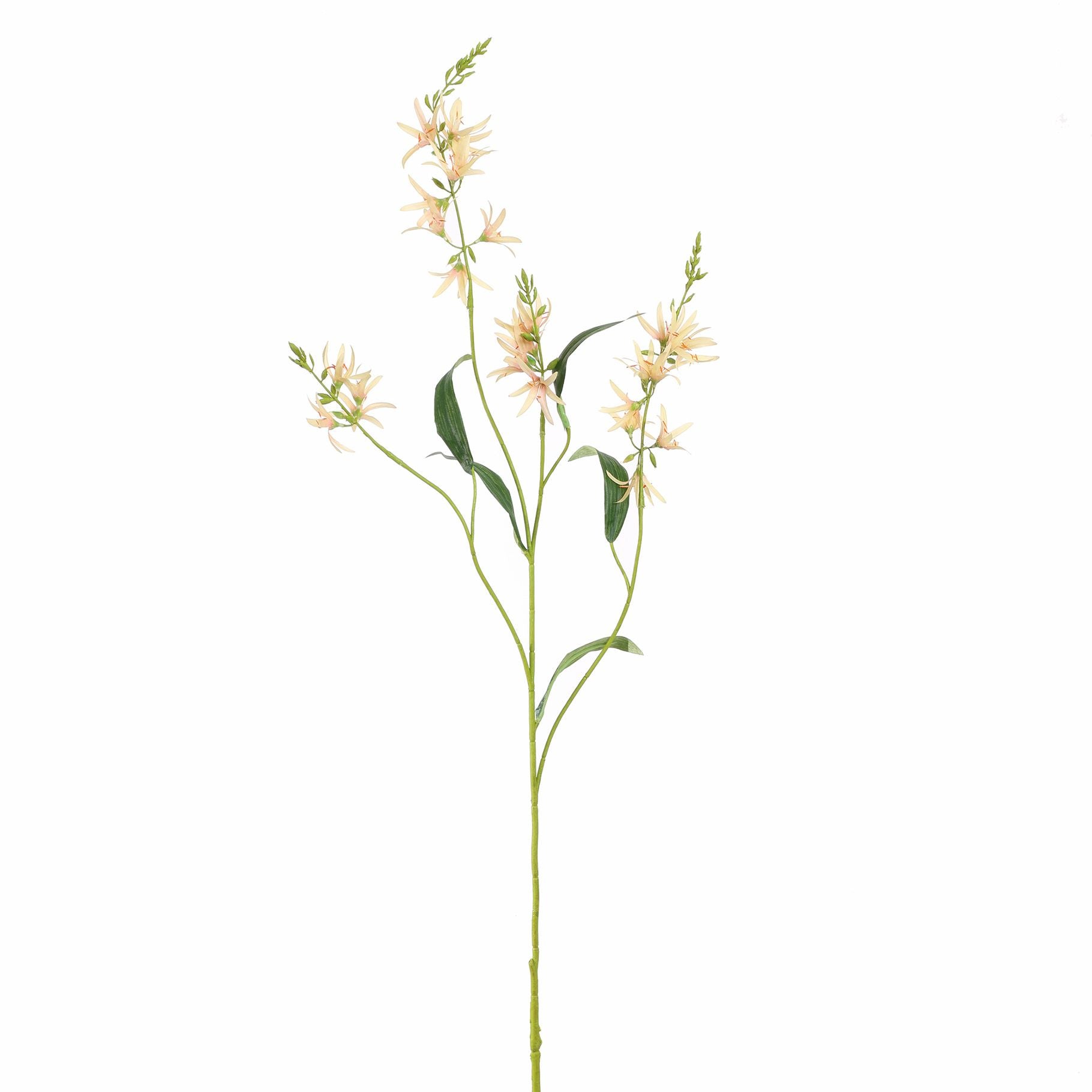 CAMASSIA - BBL40410122