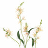 CAMASSIA - BBL40410122
