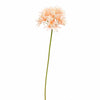 AGAPANTHUS TAK 77cm PEACH - BBL40410129