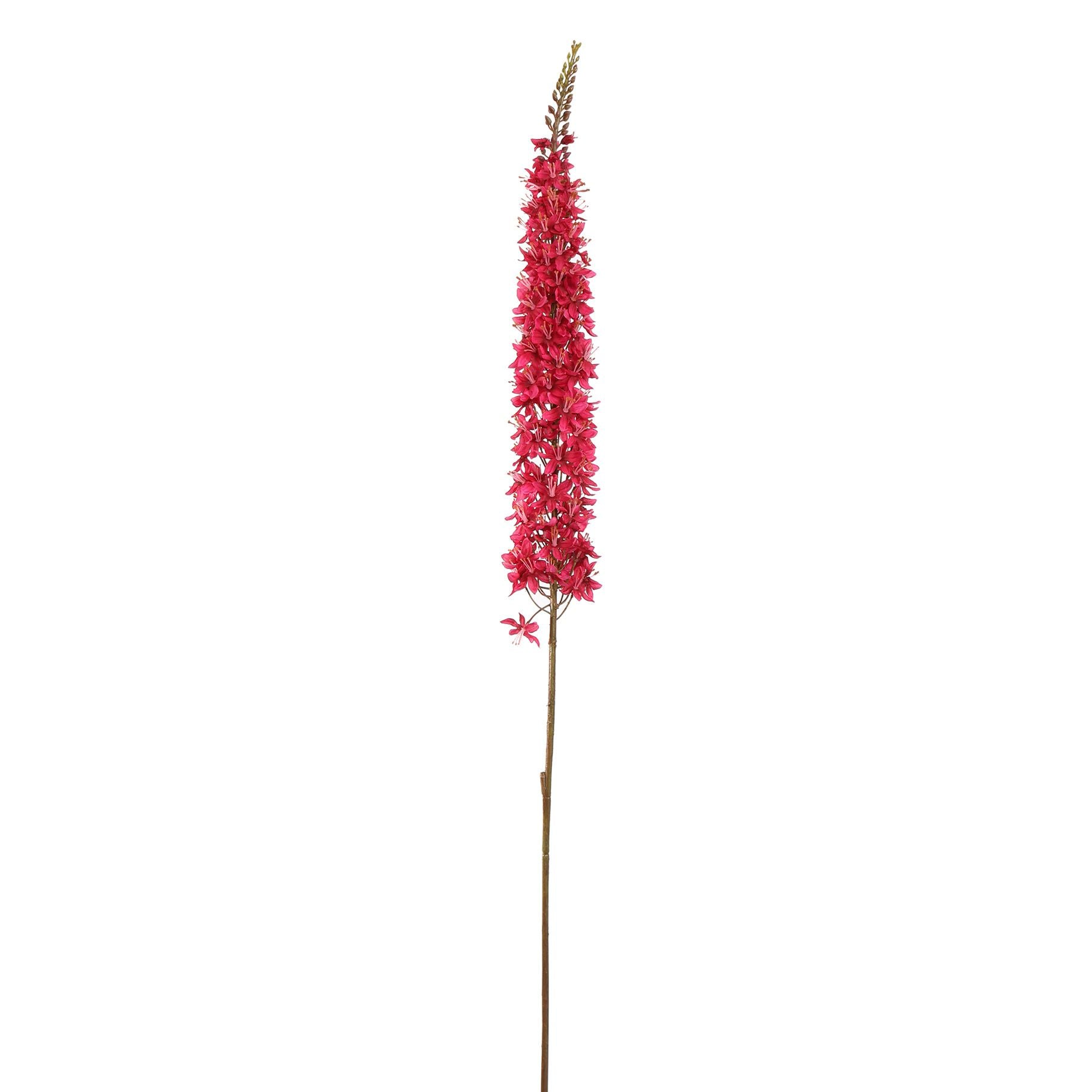 EREMURUS BLOEMENTAK MAUVE 109CM