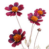 COSMOS SPRAY 92CM - BBL40510031